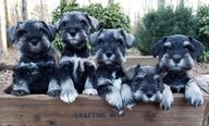 Five Miniature Schnauzer pups in a wooden crate 