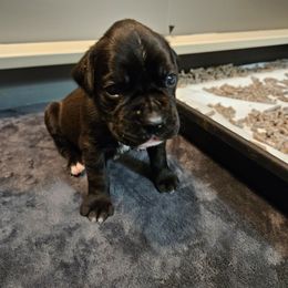 Male 1 - Brindle - Brindle male Boxer puppy in Prospect, Pennsylvania from Suttonhaus Boxers