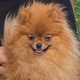 Missy - Pomeranian
