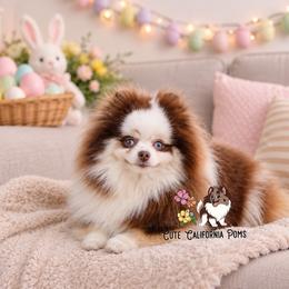 Blue Eyes Chocolate Merle - Chocolate merle female Pomeranian puppy in Santa Rosa, California from Cute California Poms