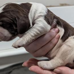Pietro - Liver white and roan male English Springer Spaniel puppy in Stephens City, Virginia from Legendary Springers