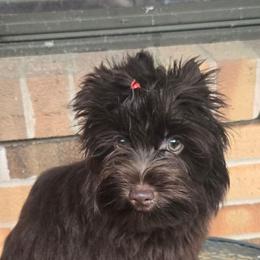 Dolly - Liver female Yorkshire Terrier puppy in Gaylesville, Alabama from Sweet Alabama Yorkies