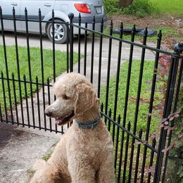 Poodle Puppies from Deborah Busch Poodles