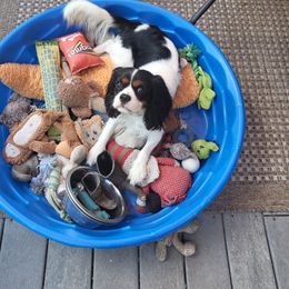 Wilbur - Cavalier King Charles Spaniel