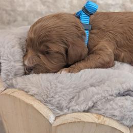 Arlo - Red male Cavapoo puppy in Mapleton, Illinois from Gardner Lane Puppies