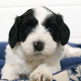 Oak - Black male Australian Labradoodle puppy in Manchaca, Texas from Heartrock Labradoodles