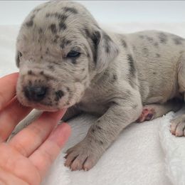 Atlas Blue Merle - Merle male Great Dane puppy in Kannapolis, North Carolina from Carolina Great Danes & Toy Poodles