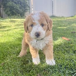 Pumpkin - Red male Bernedoodle puppy in Springville, Utah from Oodles of Bernedoodles