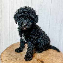 Aperol - Black and white female Assorted Doodle Crosses puppy in Arlington, Washington from Doodle Love Laugh