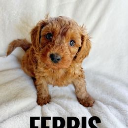 Ferris - Red  male Goldendoodle puppy in Warrensburg, Missouri from Supreme Doodles