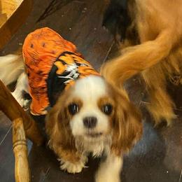 Cavalier King Charles Spaniels from Faybelle's Cavaliers