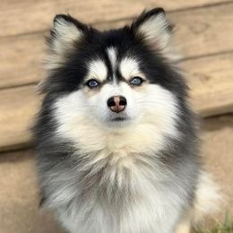 Trinity - Pomsky