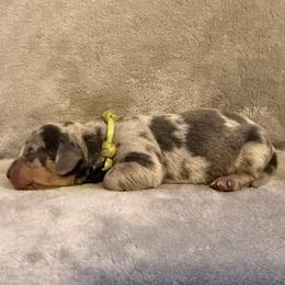 Puppy 1 - Gray (blue) and tan male Dachshund puppy in Riverside, California from Saddle Up Dachshunds