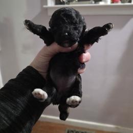 Larger female - Black female Poodle puppy in North Prince George, Virginia from ROYAL VISTA