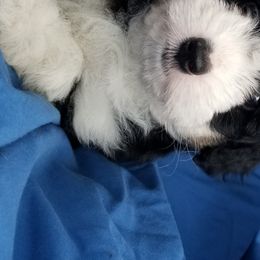 Aussiedoodle and Miniature American Shepherd Puppies from Rosewood Companions