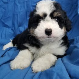 Aussiedoodle and Miniature American Shepherd Puppies from Rosewood Companions