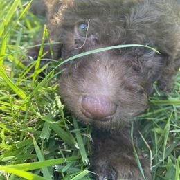 Goldendoodle Puppies from Brighton Doodles