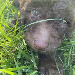 Goldendoodle Puppies from Brighton Doodles
