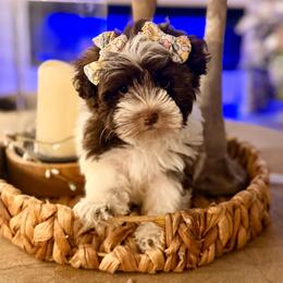 Nala - Liver female Miniature Schnauzer puppy in Orange City, Florida from Xaysha’s Miniature Schnauzers