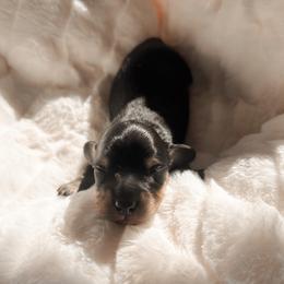 Wael - Black and cream male Dachshund puppy in San Diego, California from Enchantables