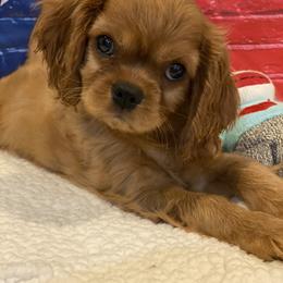 Cavalier King Charles Spaniel Puppies from Avion's Cavaliers