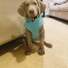 Weimaraner Puppies from Silver Spoon Weimaraners