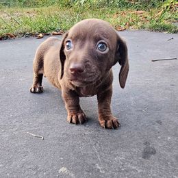 Willy - Chocolate male Dachshund puppy in Atwater, Ohio from Ivy Willow Dachshunds