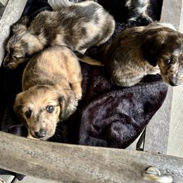 Dachshund Puppies from Boyer’s Dachshunds