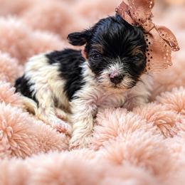 Sunshines Falling in Love Litter HONEY - Tri-color female Cavapoo puppy in Harrah, Oklahoma from Sunshines Pomeranians & Cavapoos