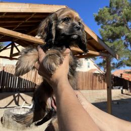Cocker Spaniel Puppies from SassyCockerG