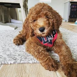 Australian Labradoodle and Double Doodle Puppies from Love Me Pooch