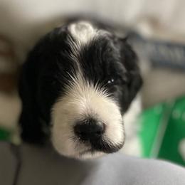 Bernedoodle, Cockapoo, and Goldendoodle Puppies from Avery Doodle Day LLC