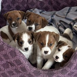 Russell Terrier Puppies from Geisler Russell Terriers & Miniature Dachshunds