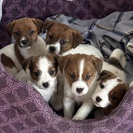 Russell Terrier Puppies from Geisler Russell Terriers & Miniature Dachshunds