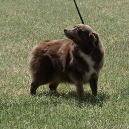 Lil Reba - Miniature Australian Shepherd