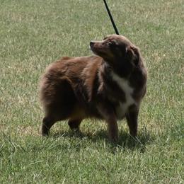 Lil Reba - Miniature Australian Shepherd