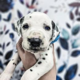 Triton - White and black male Dalmatian puppy in Gray, Georgia from Fuller Spots