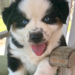 Yellow - Black tri male Miniature Australian Shepherd puppy in Silver Creek, Mississippi from E4 Farm Mini Aussie’s