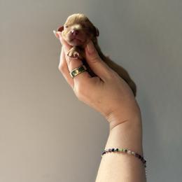 Odysseus - Ruby male Cavalier King Charles Spaniel puppy in Spring Hill, Florida from Parisian Puppies