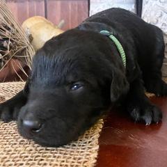 Bordoodle Puppies from Nighthawk Bordoodles