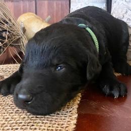 Bordoodle Puppies from Nighthawk Bordoodles