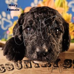 Mary - Black female Labradoodle puppy in Peyton, Colorado from Grace N Faith Doodles