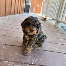 F1b Lenny  (choc carrier) - Merle male Cavapoo puppy in Wamego, Kansas from Doodles of Oz