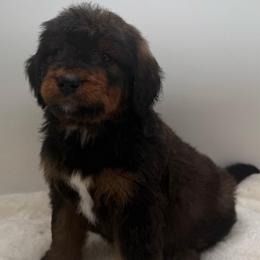 Cloves - Sable male Bernedoodle puppy in Clermont, Florida from Shadow Bernedoodles & Dog Training
