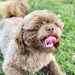 Hazel - Shih Tzu