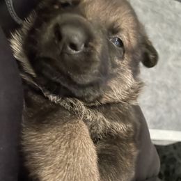 Boy 1 - Sable German Shepherd puppy in Murrieta, California from Von Plateau