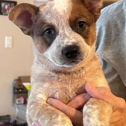 Red double mask boy - Red speckled male Australian Cattle Dog puppy in Pinon Hills, California from Adams Ranch ACDs