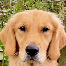 Lyra - Golden Retriever