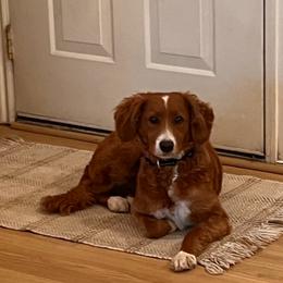 Teddy Roo - Red  Goldendoodle puppy in Churchill County Fallon, Nevada from Card Family Ranch