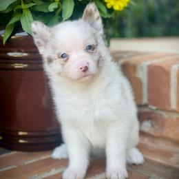 Moose - Merle male Pomsky puppy in Greenville, South Carolina from Thicketty Mountain Pomskies